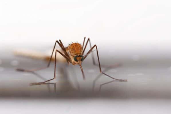 different-type-moustiques-impact-santé