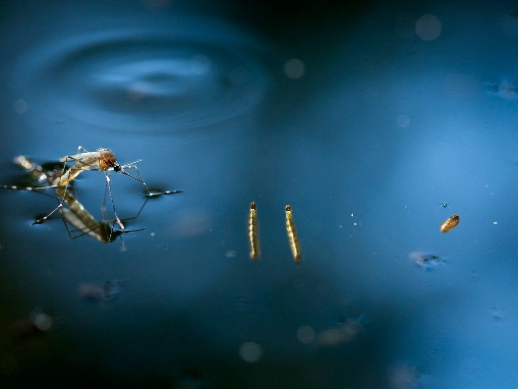 Les moustiques et l'eau comprendre les zones de reproduction