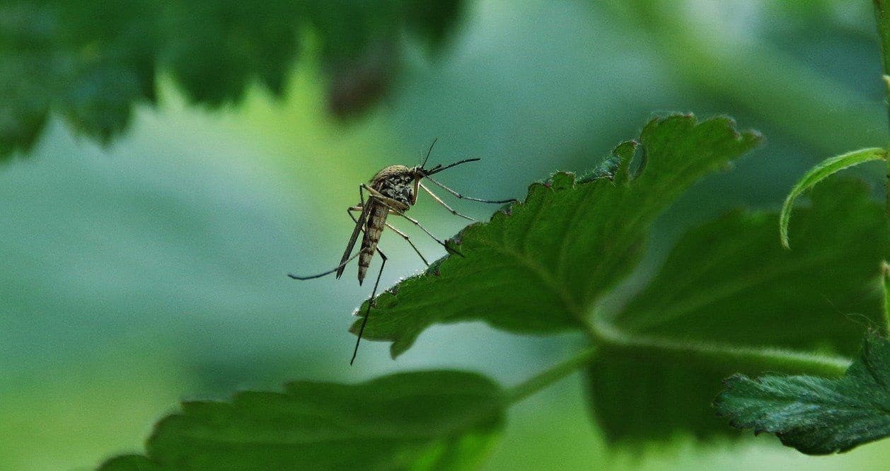 Les moustiques et les épidémies cas célèbres dans l'histoire