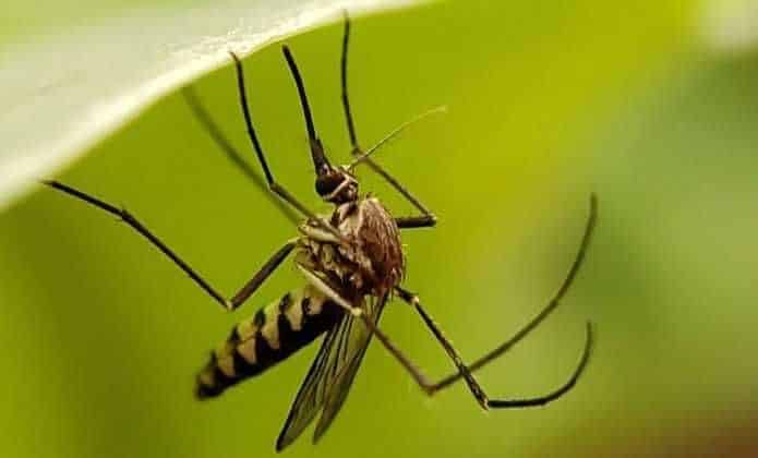Qui mange les moustiques les prédateurs naturels