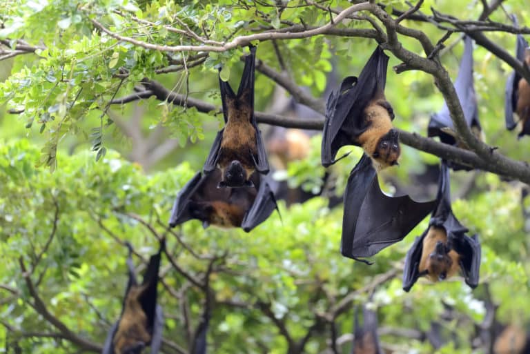 Chauves-souris et moustiques des alliées inattendues dans la lutte contre les nuisibles