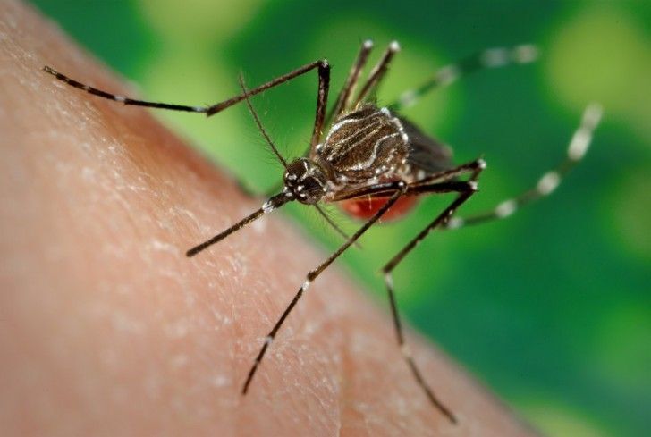 dengue et moustiques une maladie dangereuse