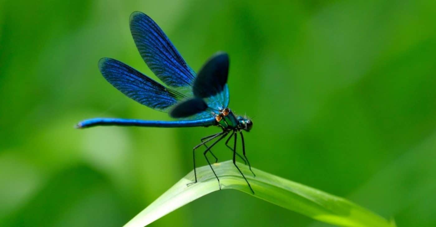 les libellules et les moustiques une lutte aérienne contre les nuisibles