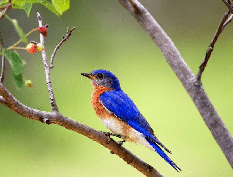 lutter contre les moustiques grâces aux oiseaux insectivores
