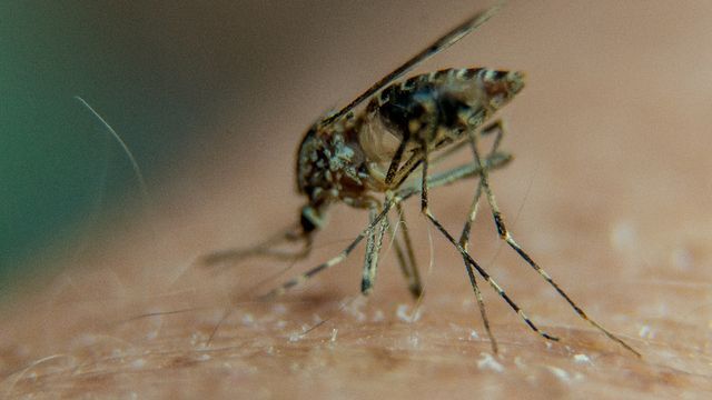 malaria et moustiques tout savoir sur le paludisme