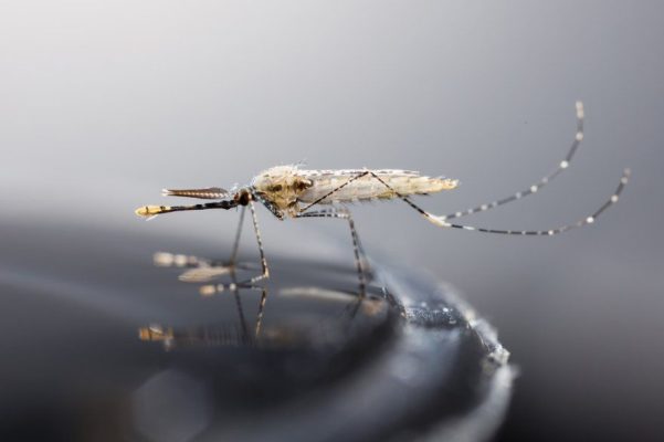 moustiques anopheles comprendre et combattre ces vecteurs de maladie