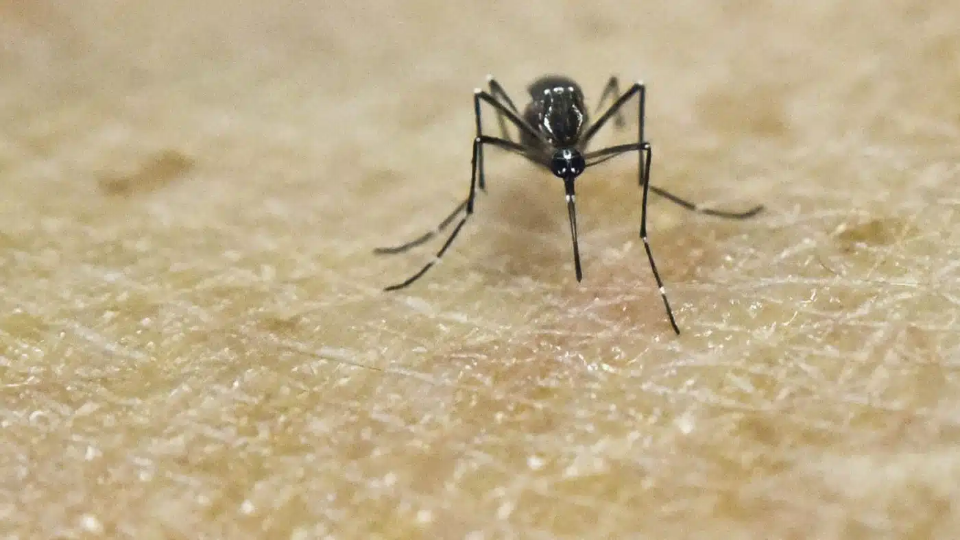 virus zika et moustiques comprendre la maladie